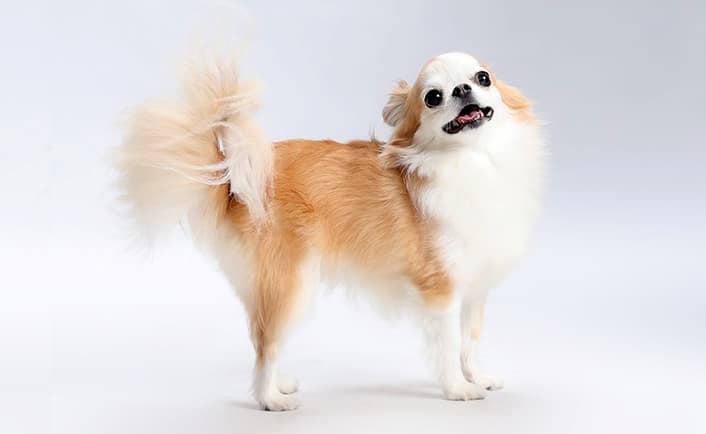 動物肖像写真サンプル3