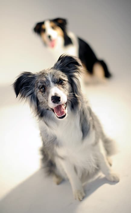 動物肖像写真サンプル5