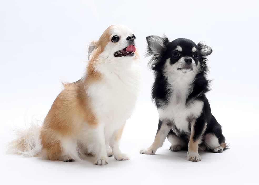 動物肖像写真サンプル6
