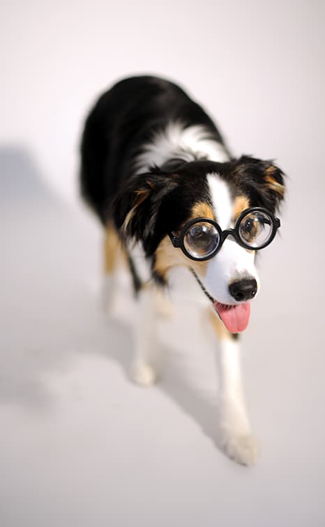 動物肖像写真サンプル8