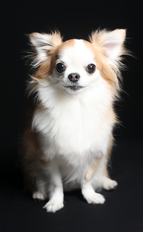 動物肖像写真サンプル9