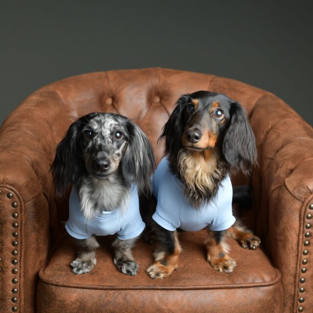 🐶🤍 大切な家族の“今”を一枚に。

スタジオアップでは、
ご家族との撮影はもちろん、
ワンちゃんだけの記念撮影も承っております📸✨

お誕生日やうちの子記念日、
「今のかわいい姿を残したい」
そんな想いを写真に残しませんか？

2匹一緒の撮影も大歓迎です🐾

ご予約・お問い合わせはプロフィールのリンクよりお気軽にどうぞ。

#スタジオアップ #犬撮影 #ペット撮影 #犬写真 #ミニチュアダックス #ダックスフンド #うちの子記念日 #愛犬フォト #ペットフォト #記念撮影 #東京ペット撮影