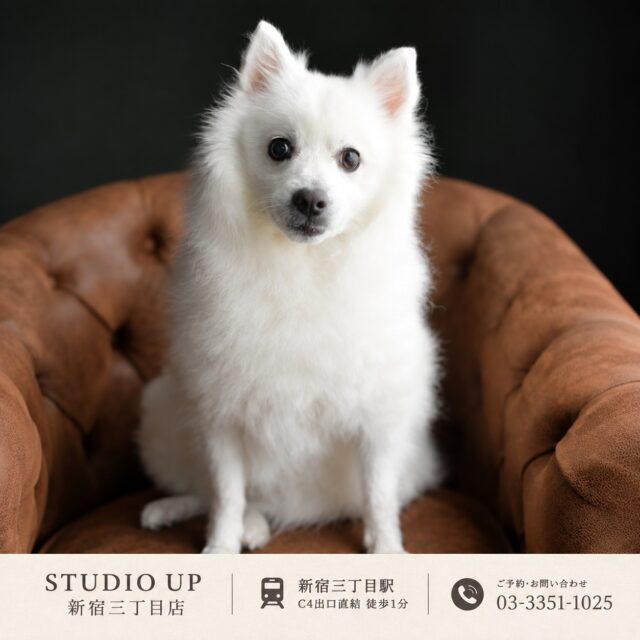 大切な家族の一員を、写真に残しませんか？🐾

愛犬の自然な表情や、その子らしい魅力を丁寧に撮影します。
ご家族との撮影もお気軽にどうぞ。

📍STUDIO UP 新宿三丁目店
新宿三丁目駅 C4出口直結・徒歩1分

#STUDIOUP #スタジオアップ #ペット撮影 #犬の写真 #愛犬撮影 #犬写真 #ペットフォト #家族写真 #新宿三丁目 #新宿フォトスタジオ